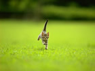 animaux