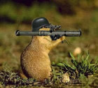 animaux
