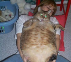 animaux