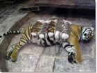 animaux