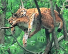 animaux