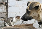 Humour animaux