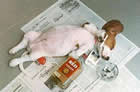 Humour animaux