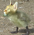 marrant marrante