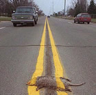 photo humour gratuit