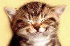 photo humour gratuit
